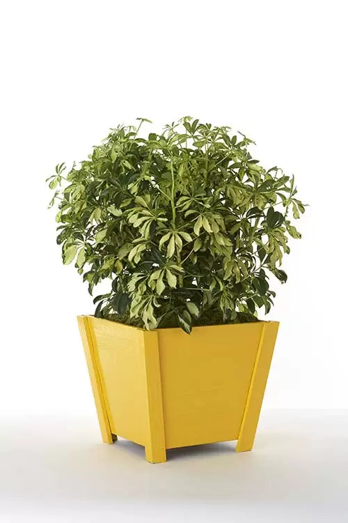 Texto alternativo predeterminado